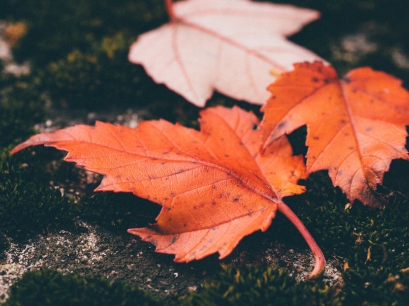 Autumn energy saving tips that will make your bill fall